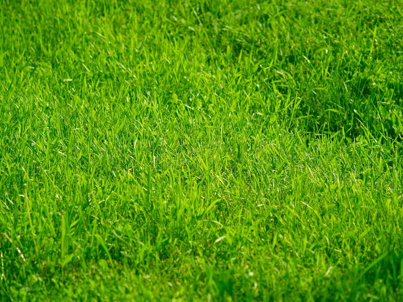 vibrant green grass field