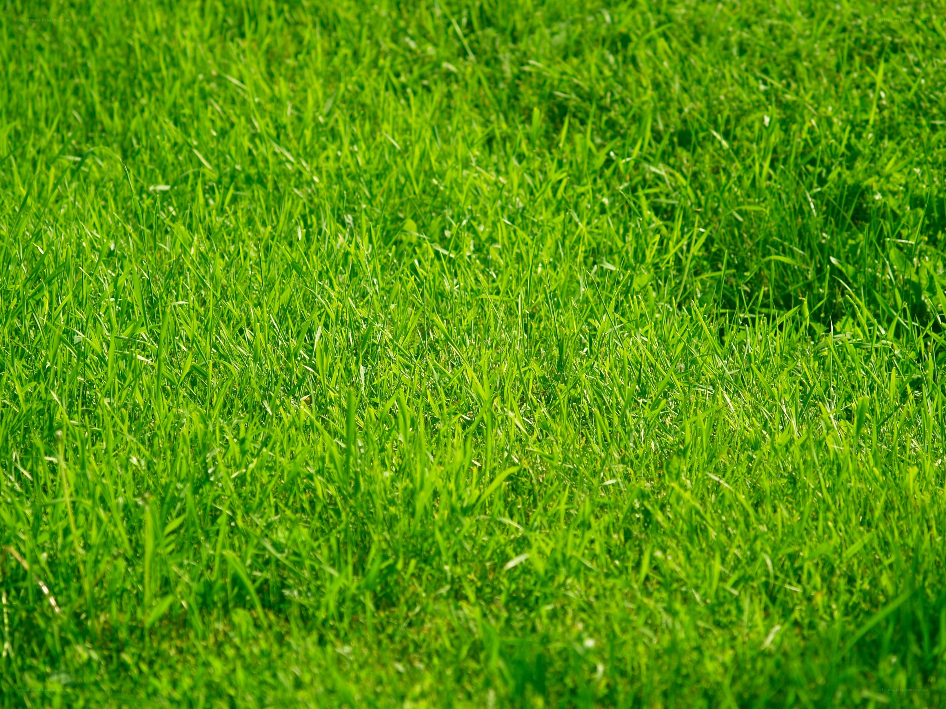 vibrant green grass field