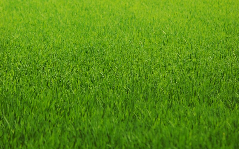 vibrant green grass field