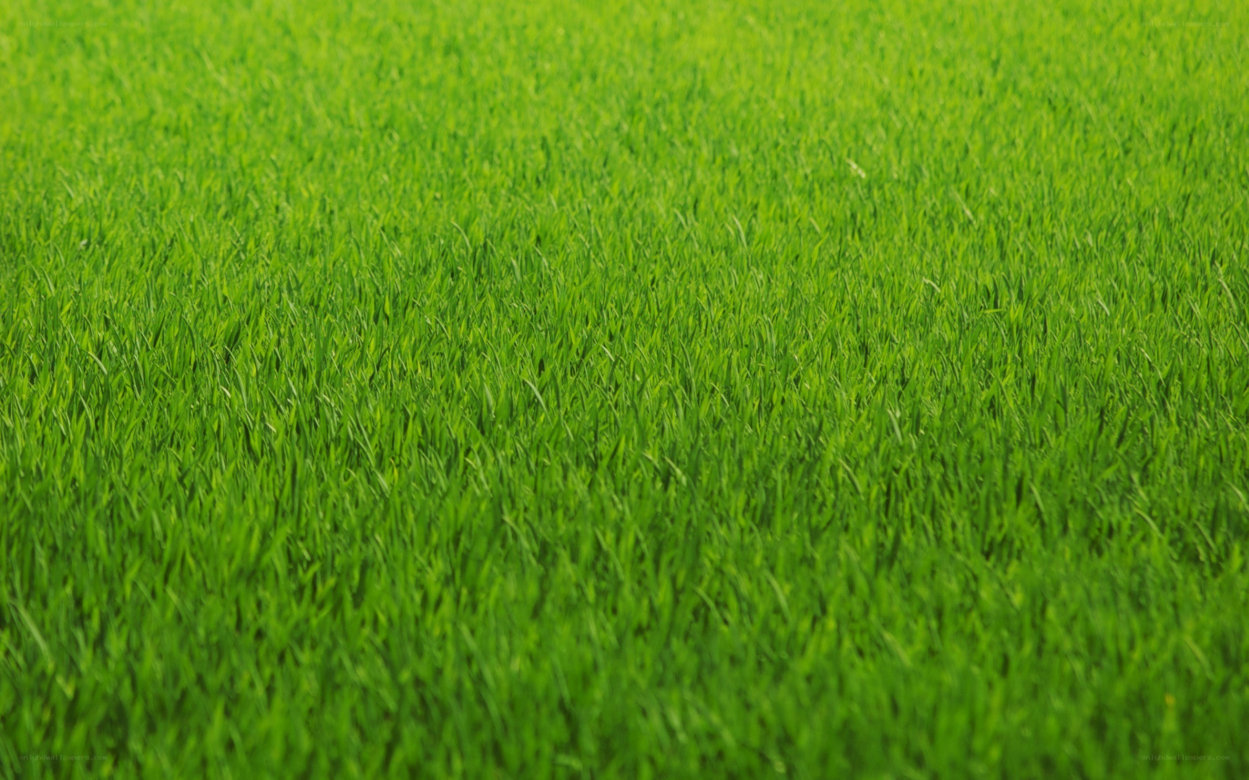 vibrant green grass field