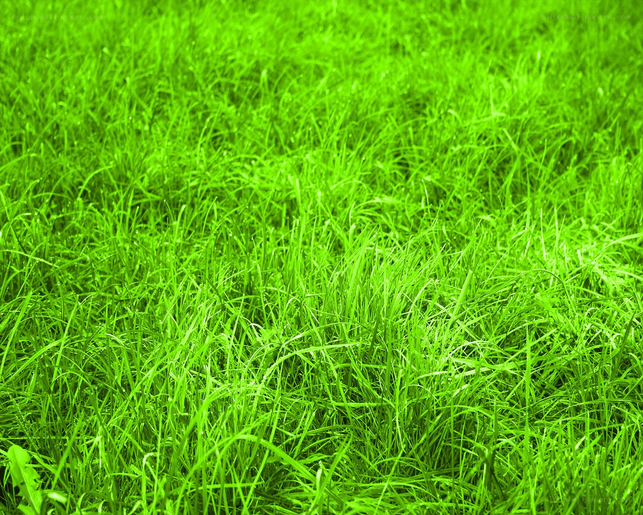 vibrant green grass field