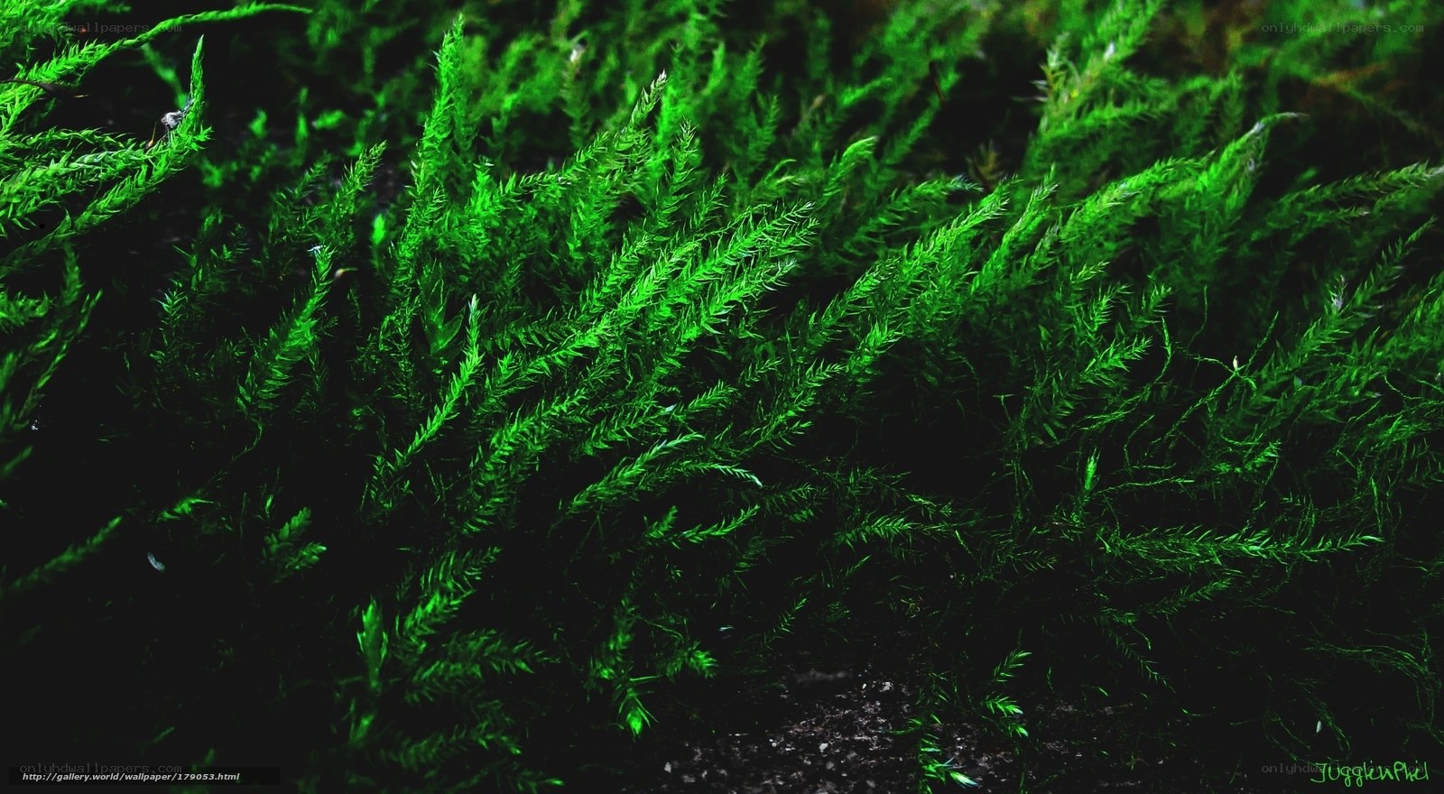 vibrant green moss close-up