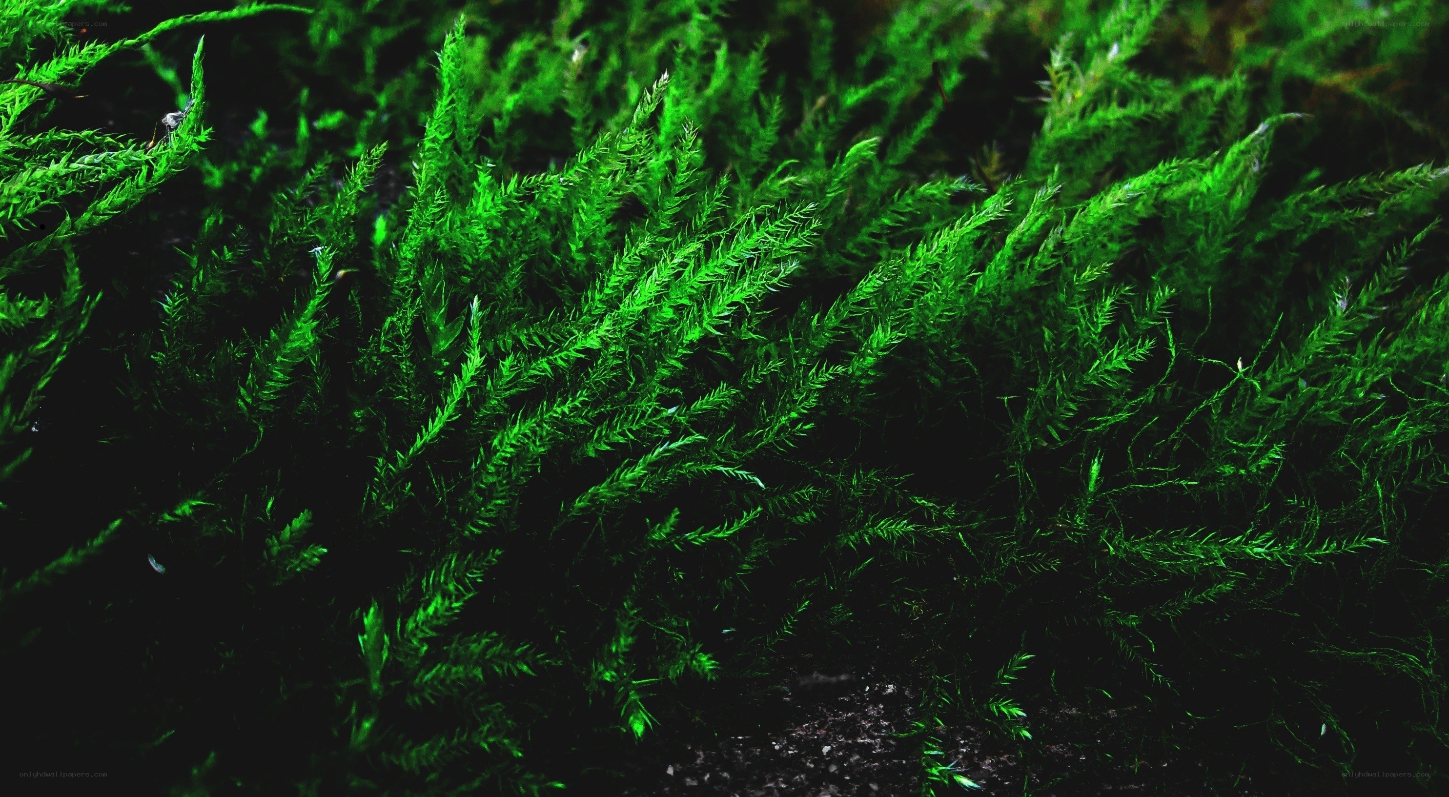 vibrant green moss in close-up