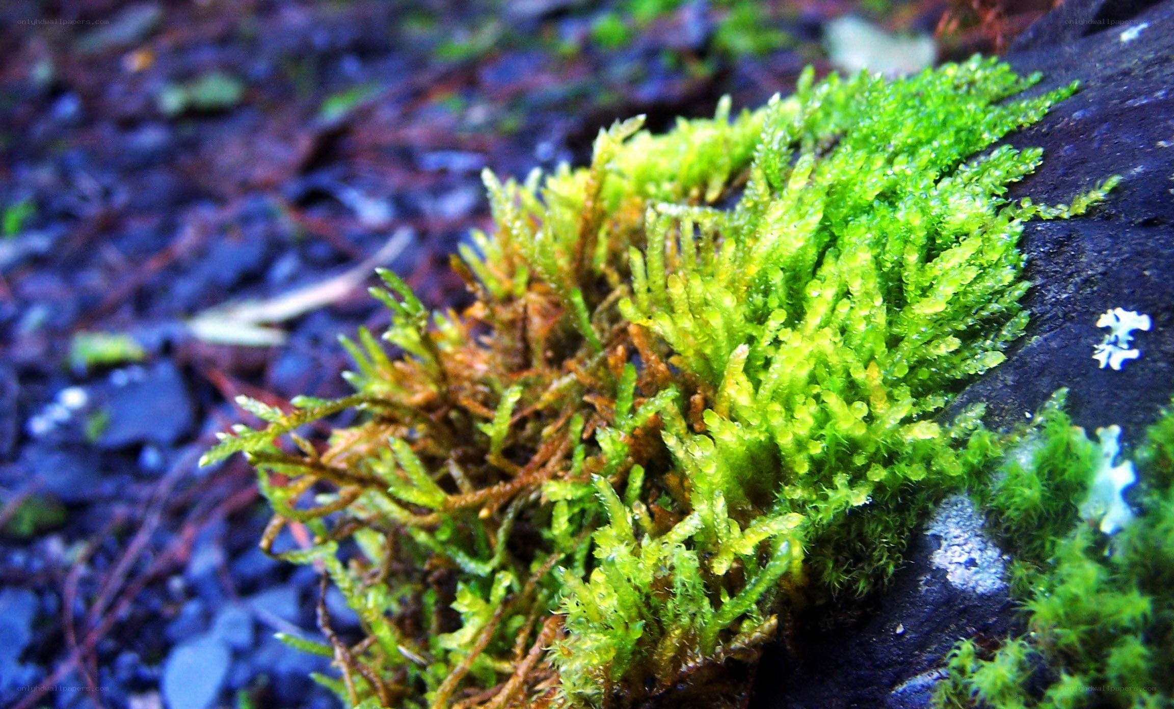 vibrant green moss on rock