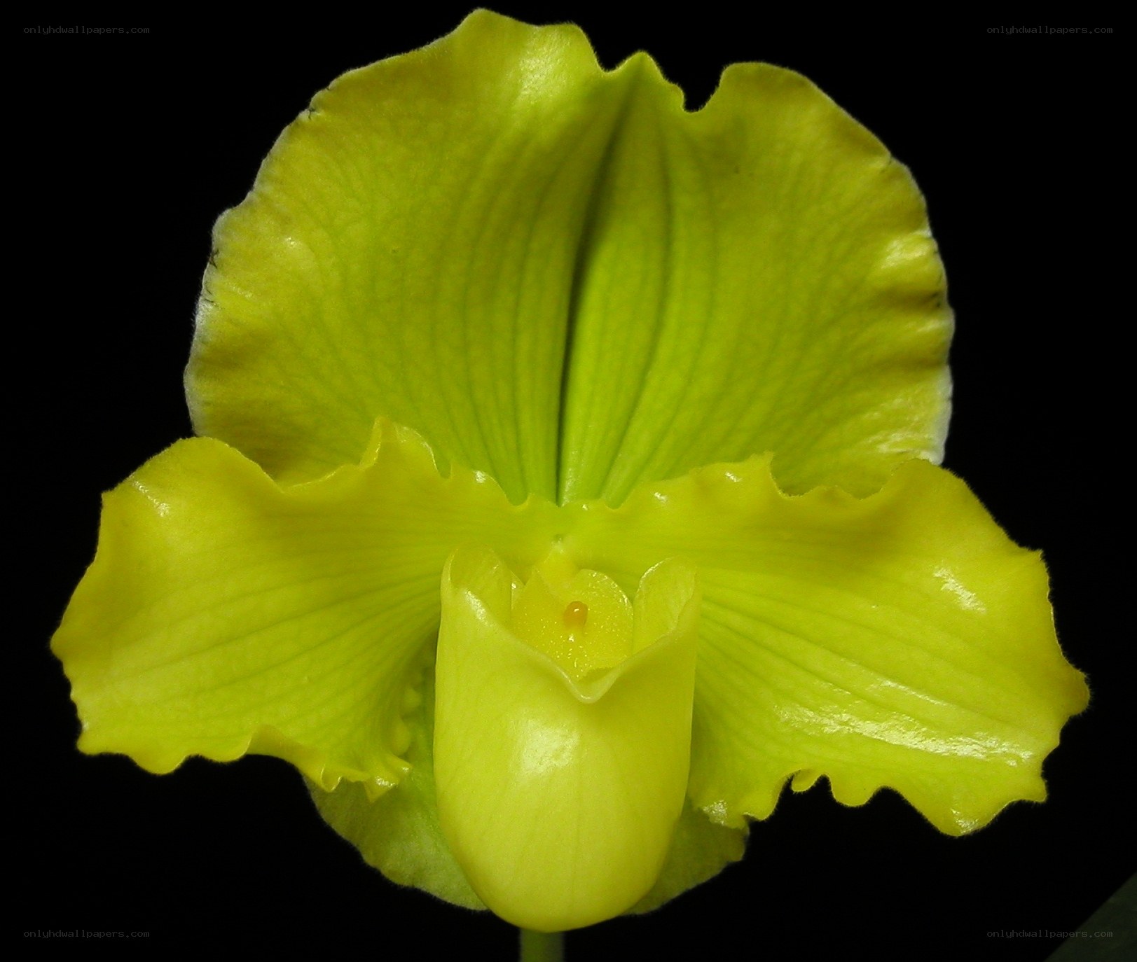 vibrant green orchid bloom