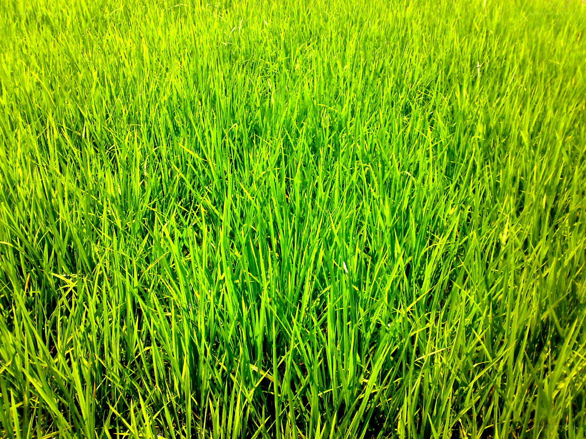 vibrant green rice field