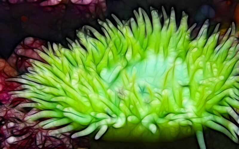 vibrant green sea anemone
