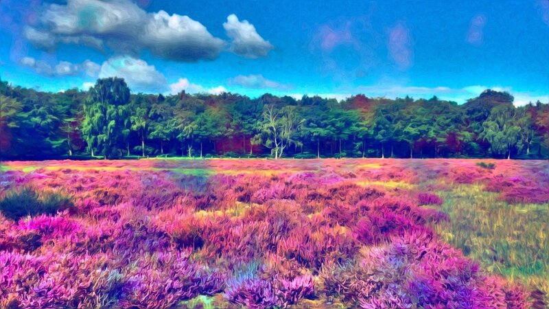 Vibrant heather field under blue sky