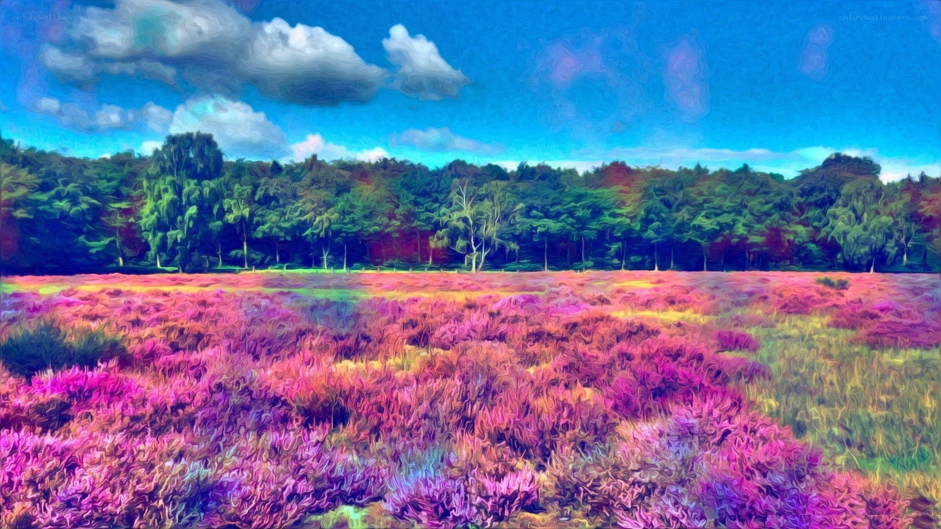Vibrant heather field under blue sky