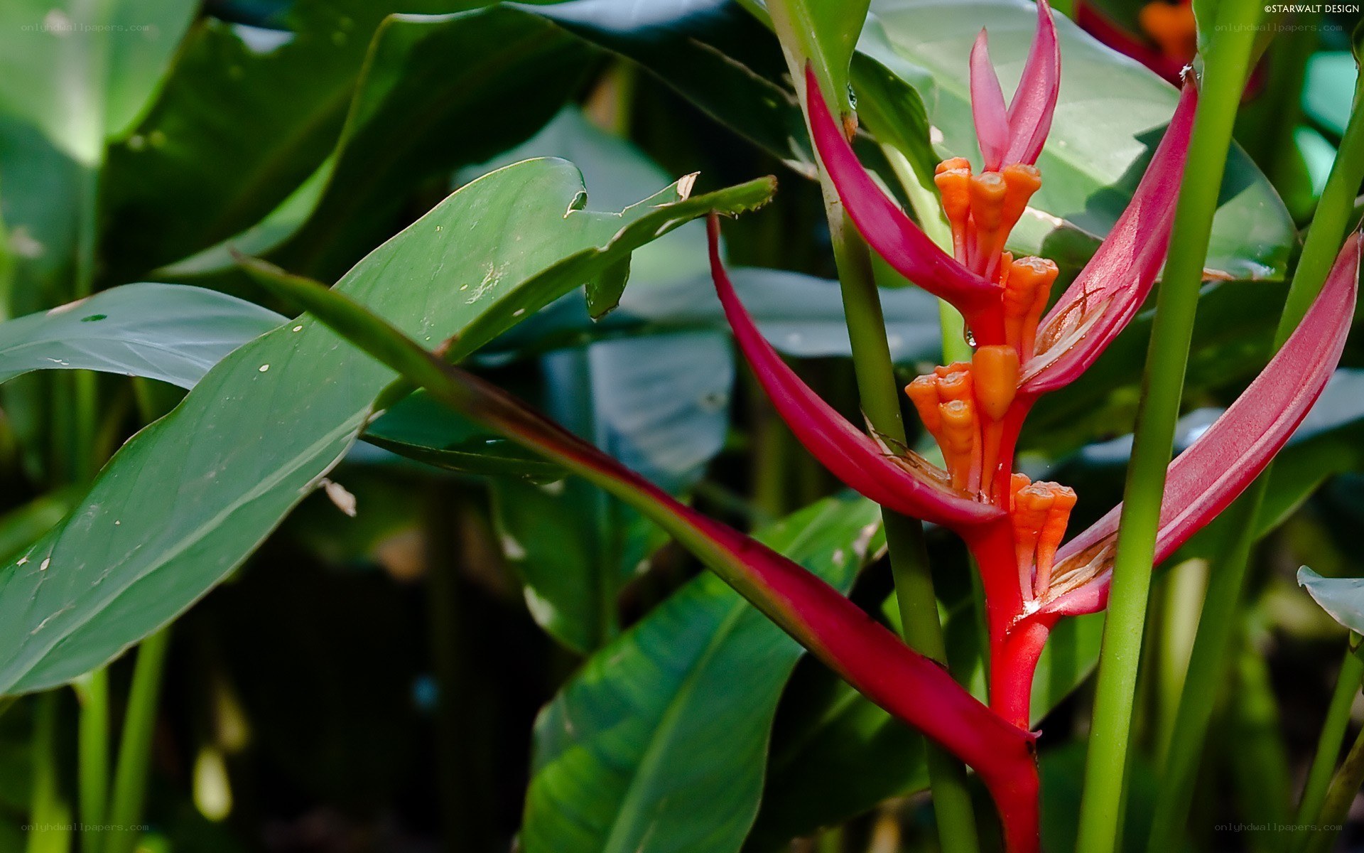 vibrant heliconia flower