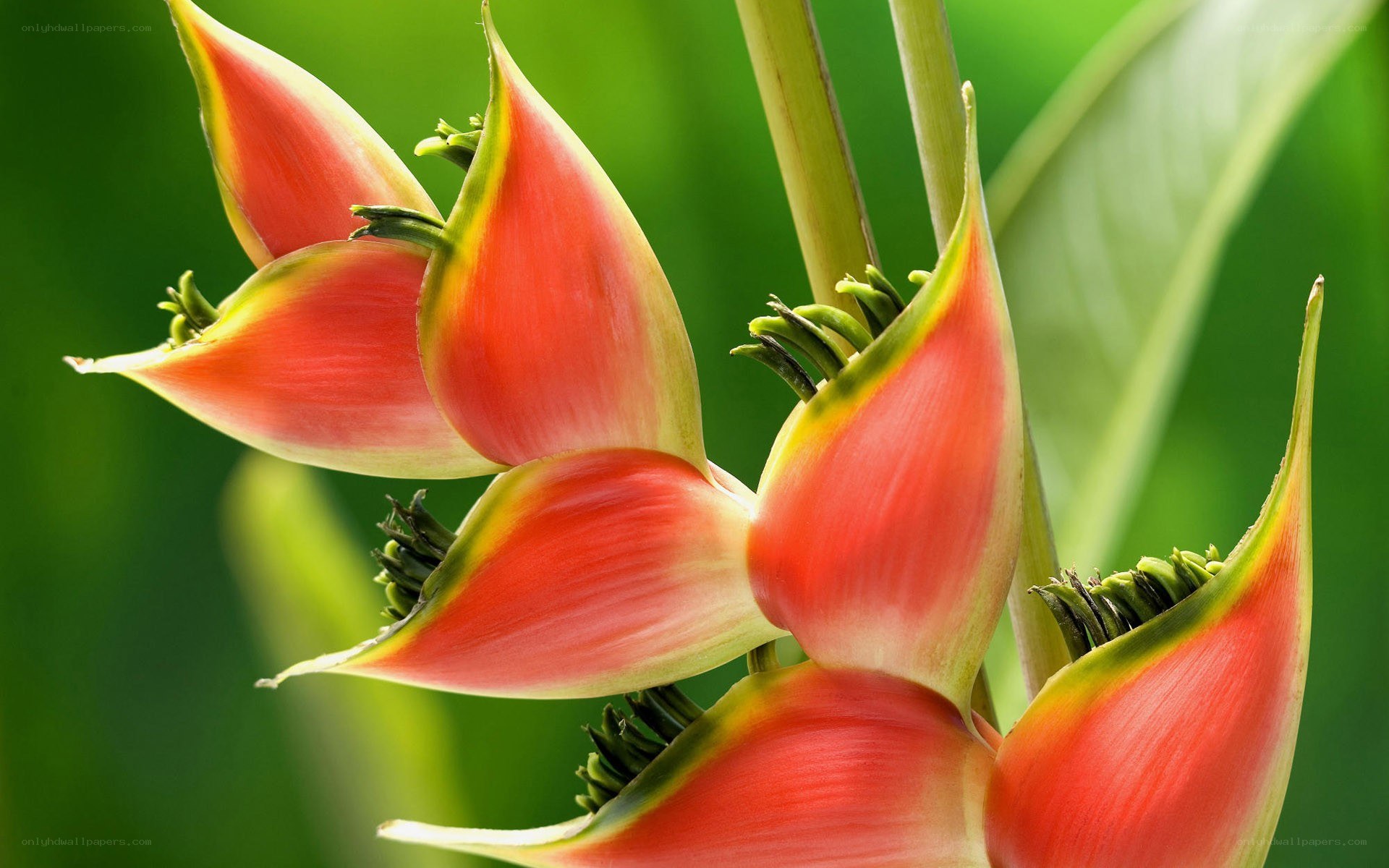 vibrant heliconia flower