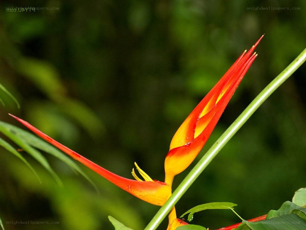 Vibrant heliconia flower