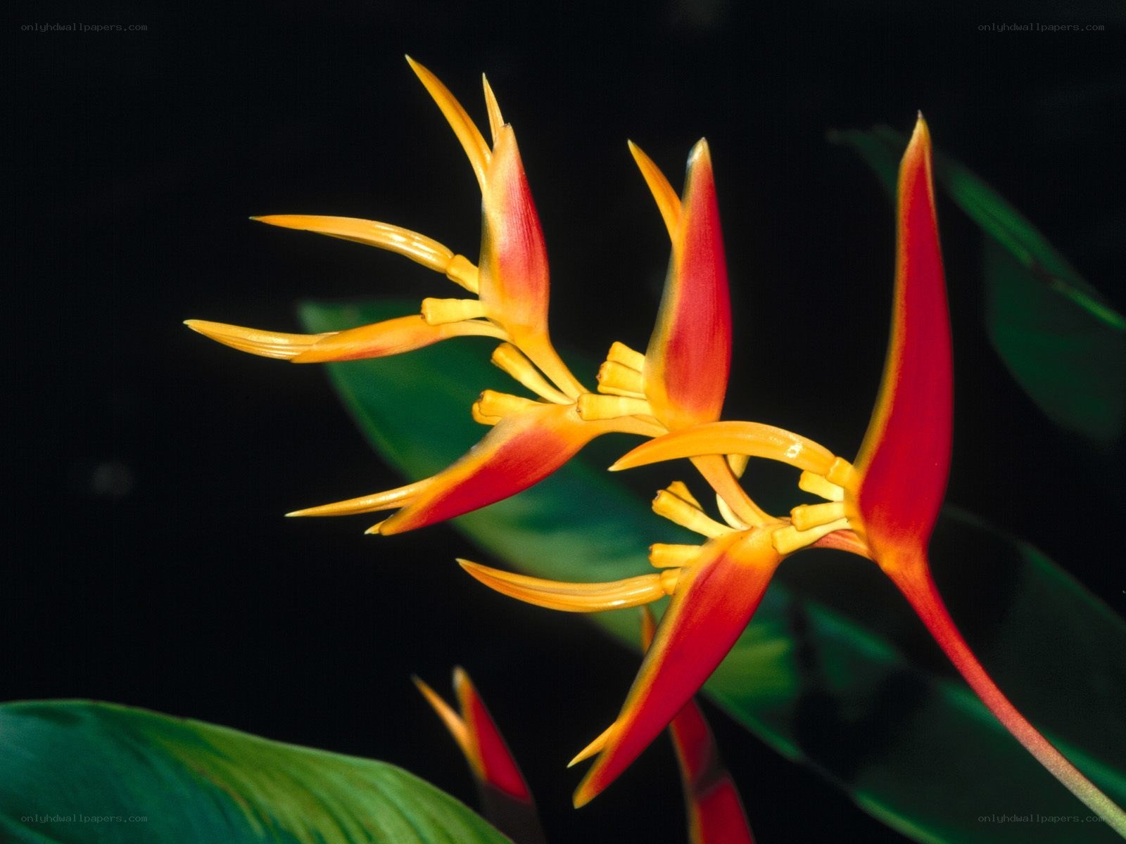 Vibrant heliconia flower