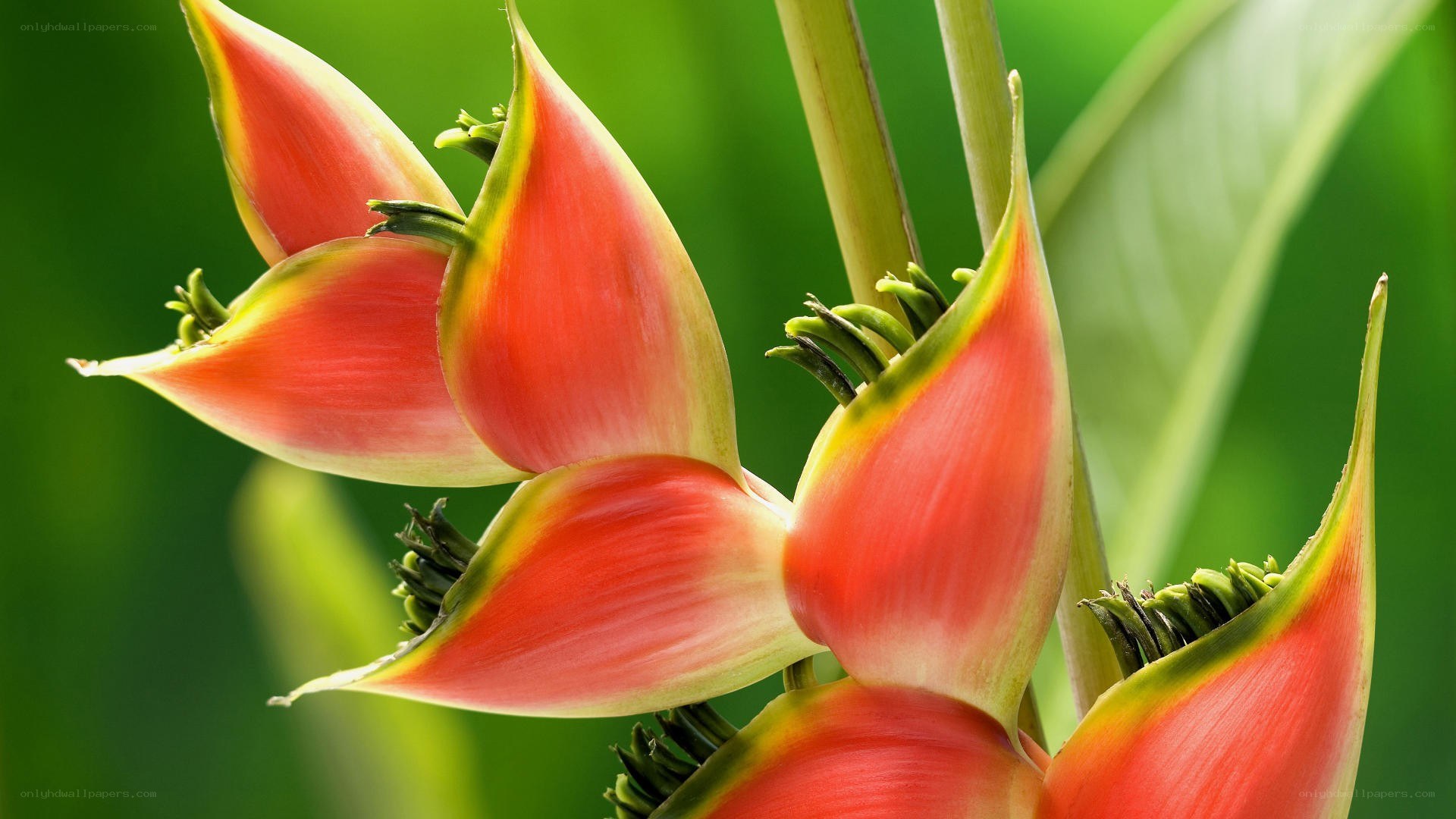 vibrant heliconia flower close-up