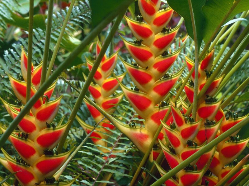 Vibrant heliconia flowers in jungle