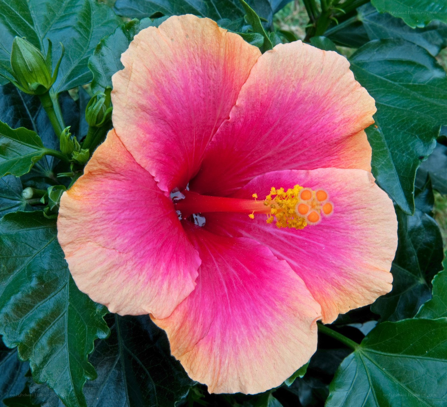 vibrant hibiscus flower