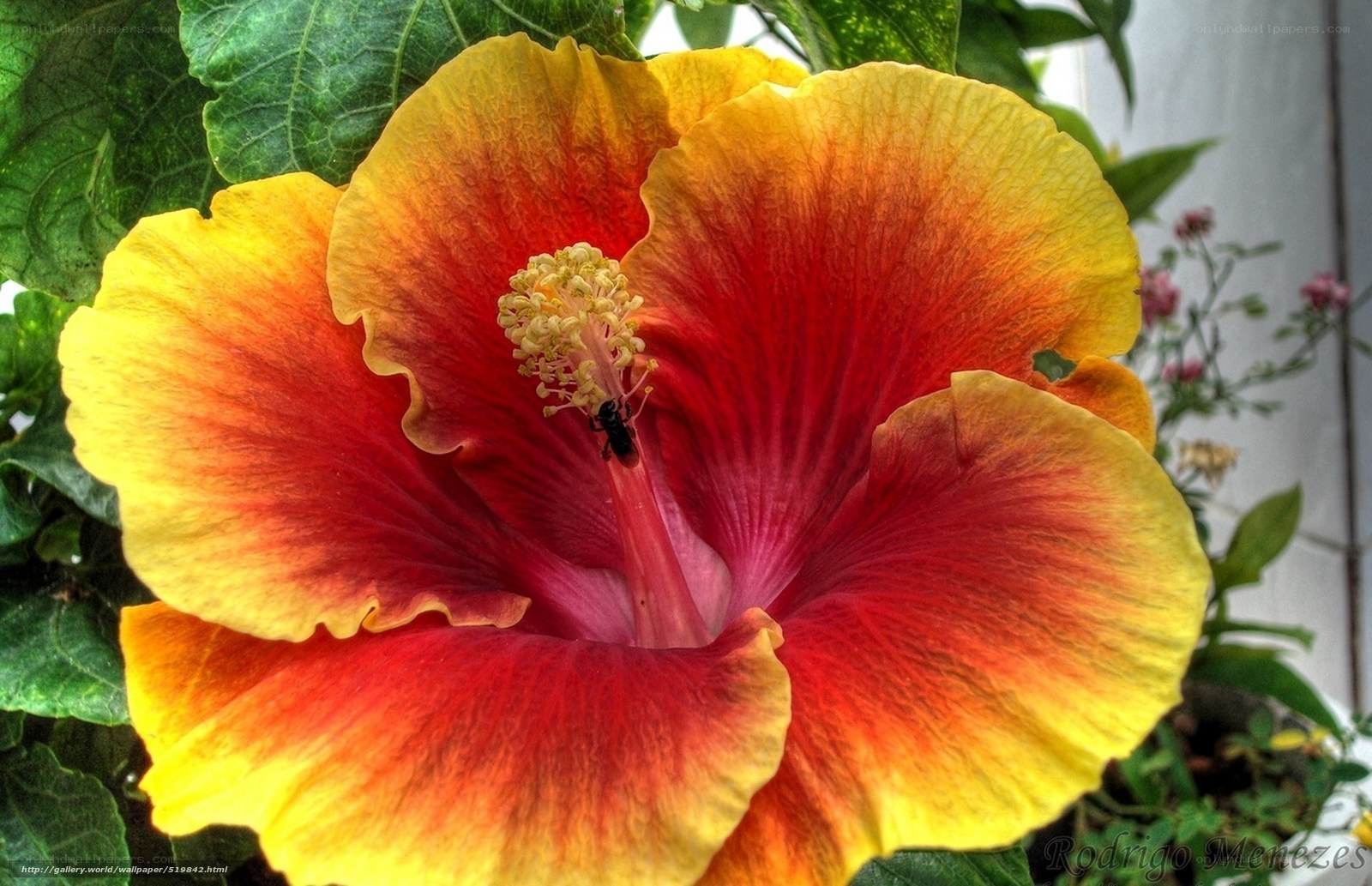 vibrant hibiscus flower