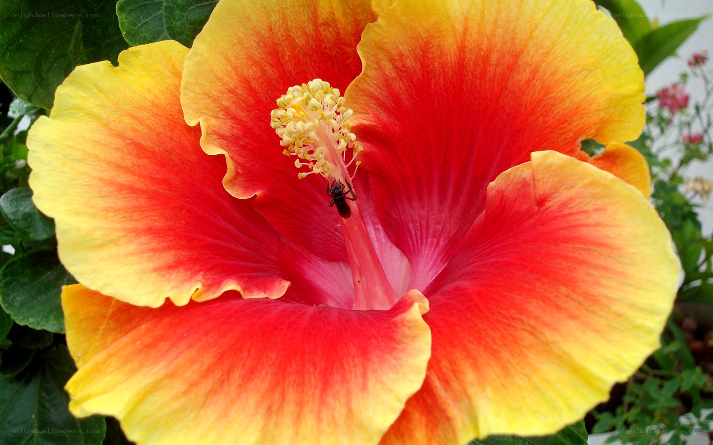 vibrant hibiscus flower