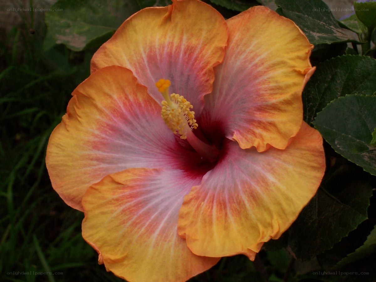 vibrant hibiscus flower