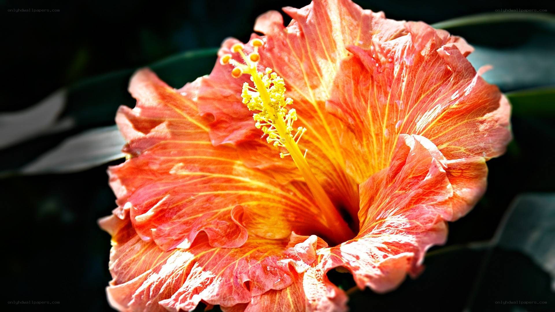 vibrant hibiscus flower