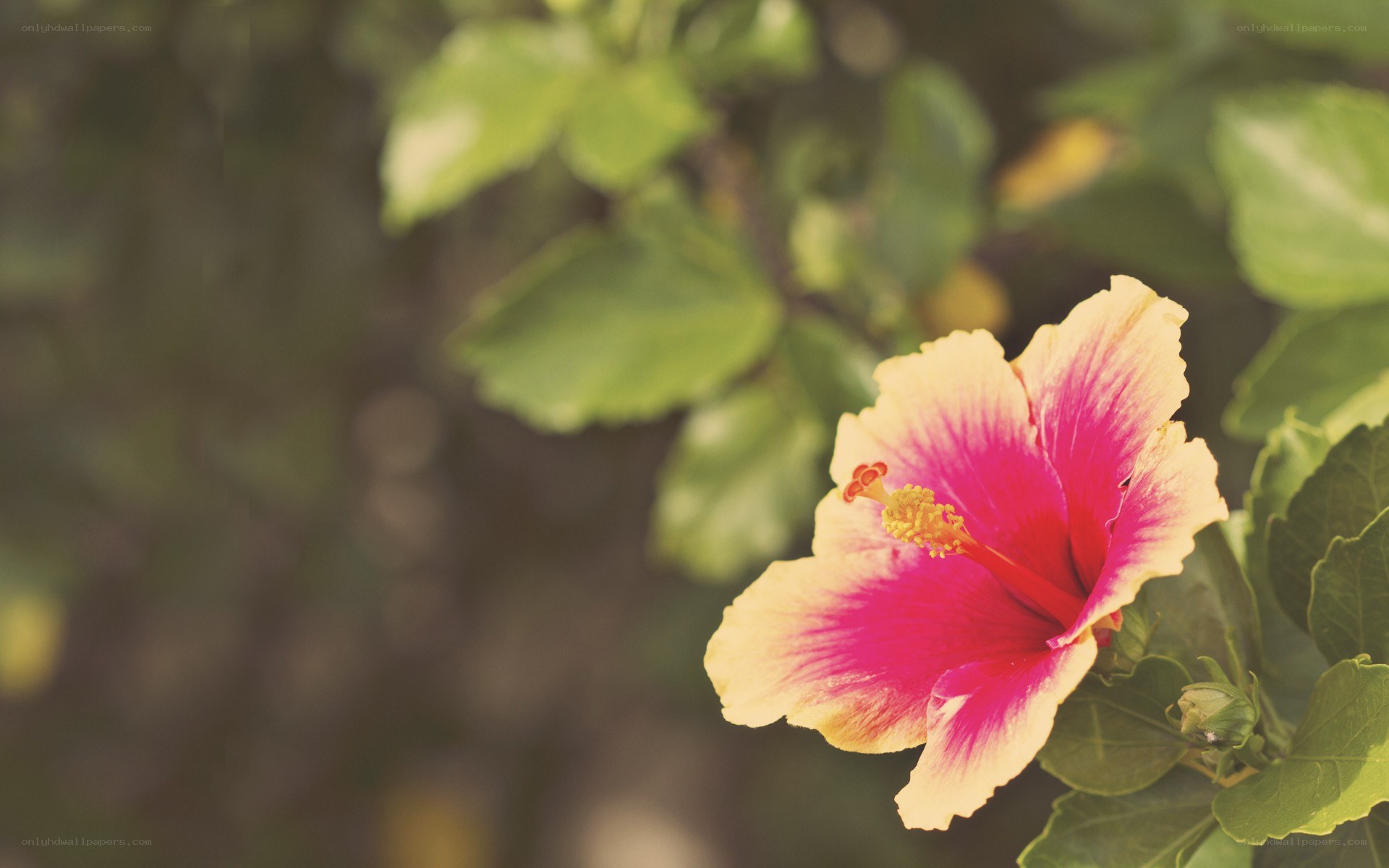 vibrant hibiscus flower