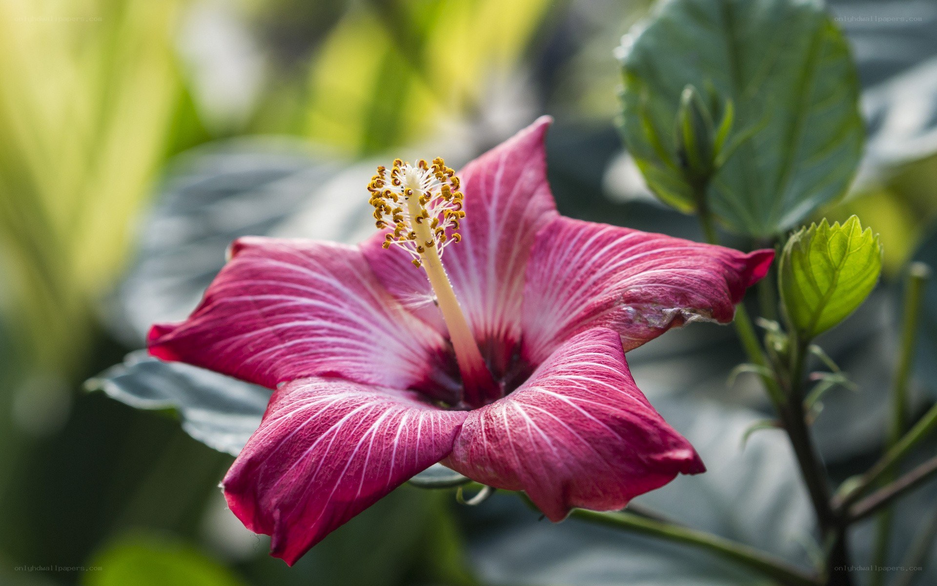 vibrant hibiscus flower