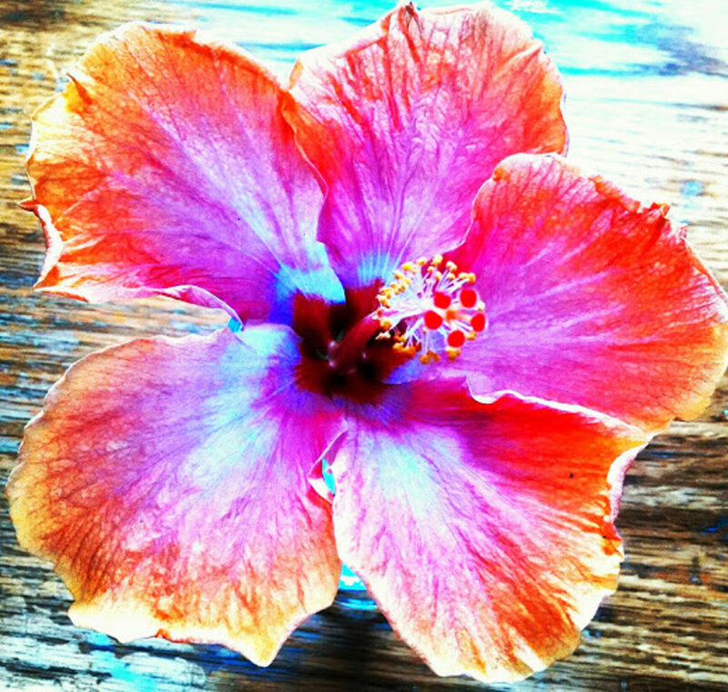 Vibrant Hibiscus Flower — Pink