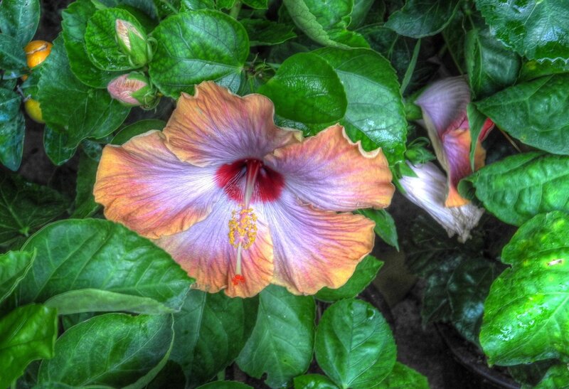 vibrant hibiscus flower