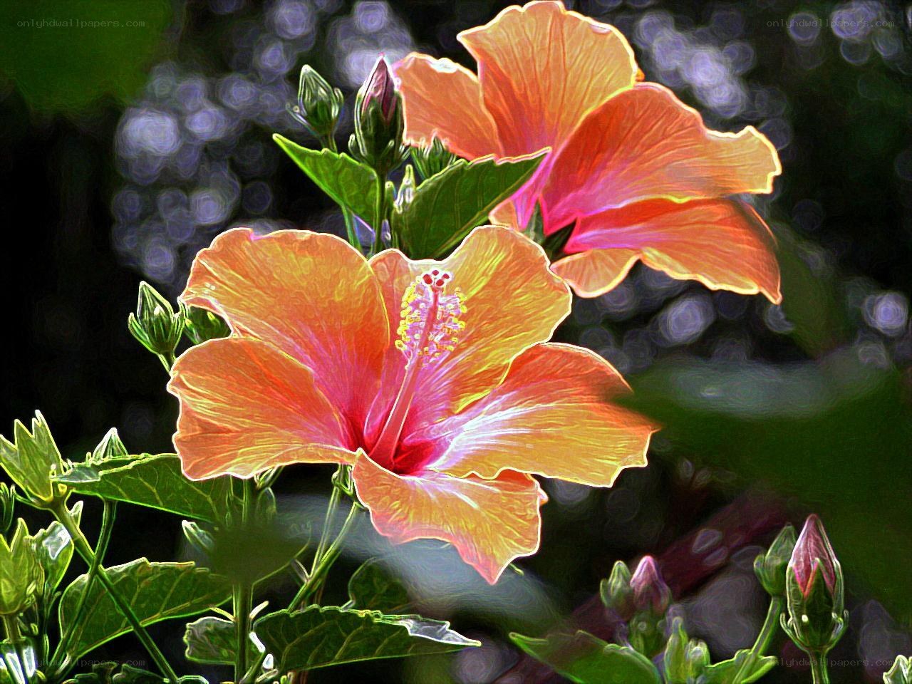 vibrant hibiscus flowers in bloom