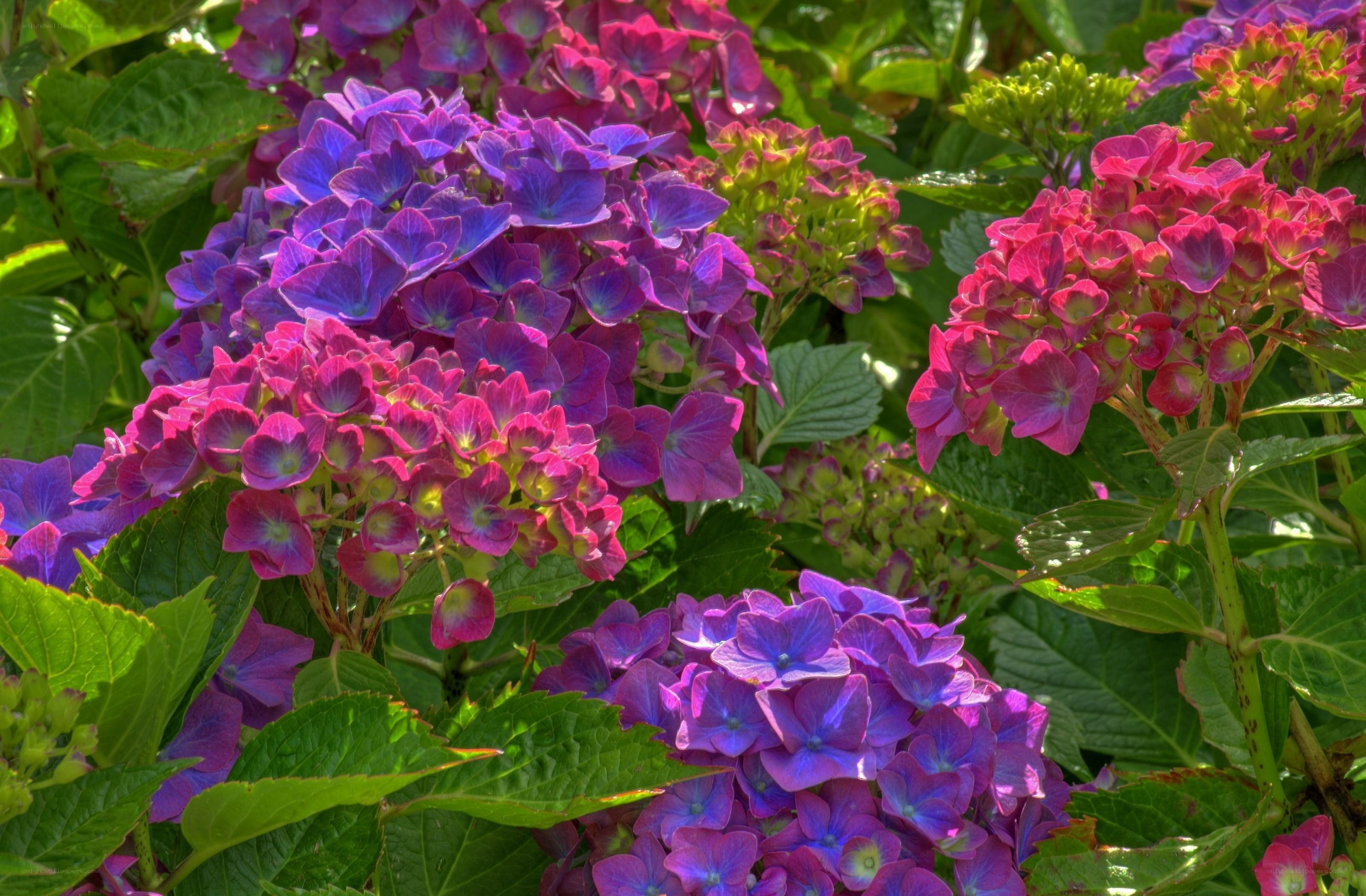 vibrant hydrangea blossoms