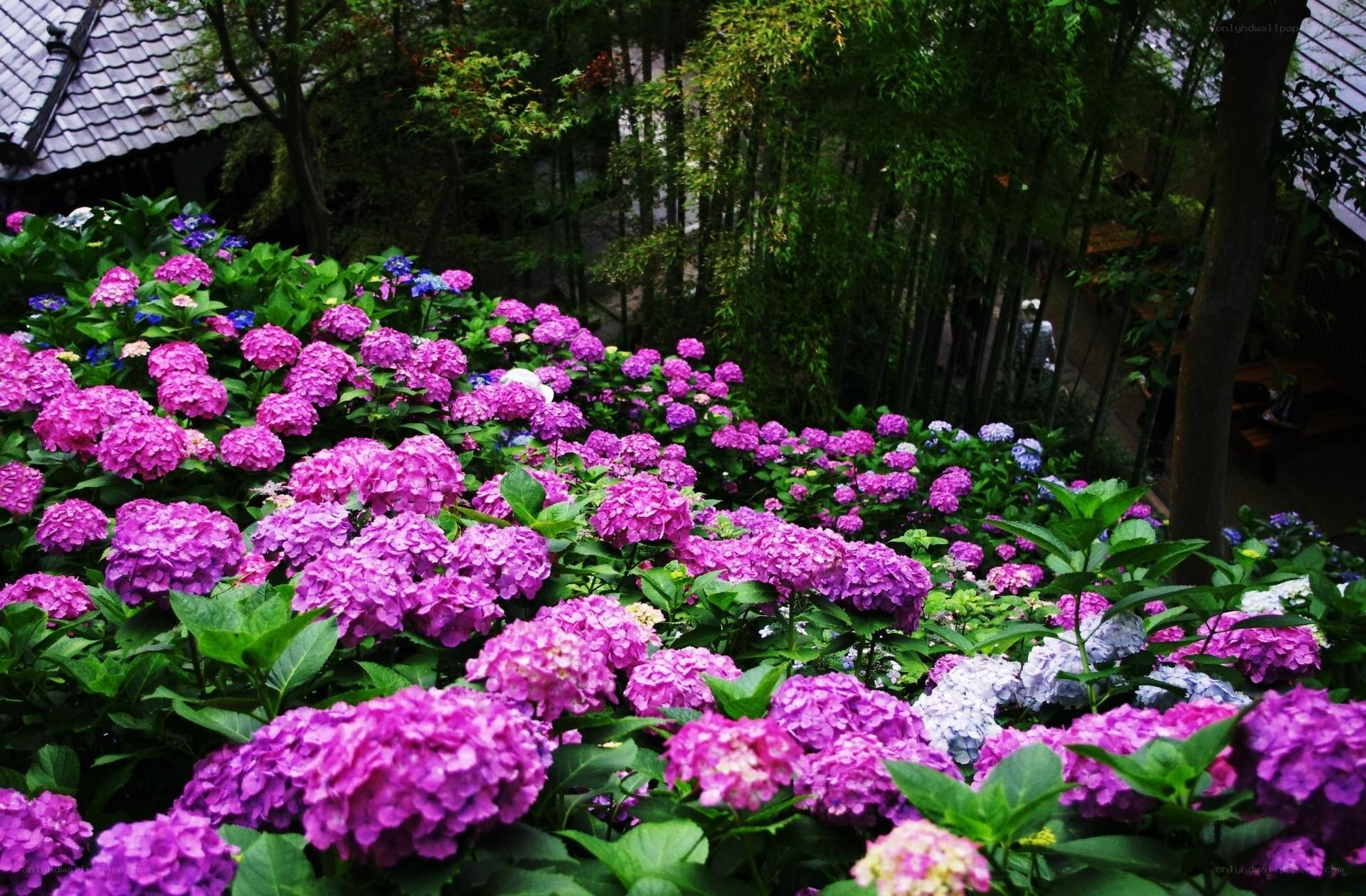 vibrant hydrangea garden