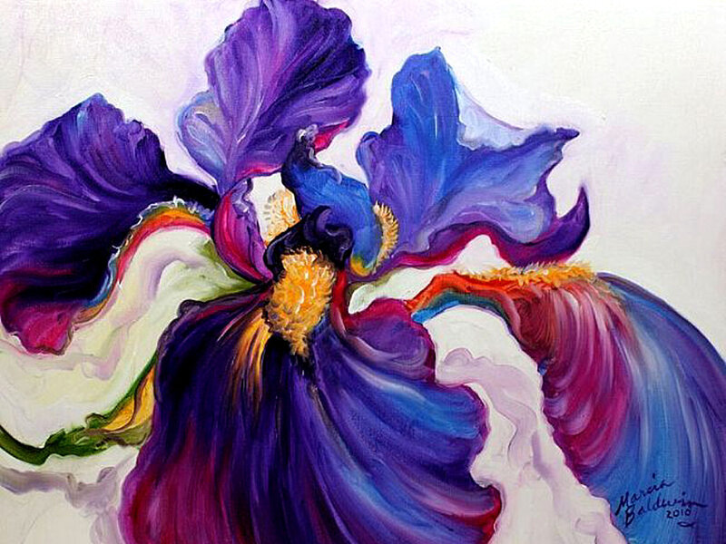 Vibrant Iris Flower
