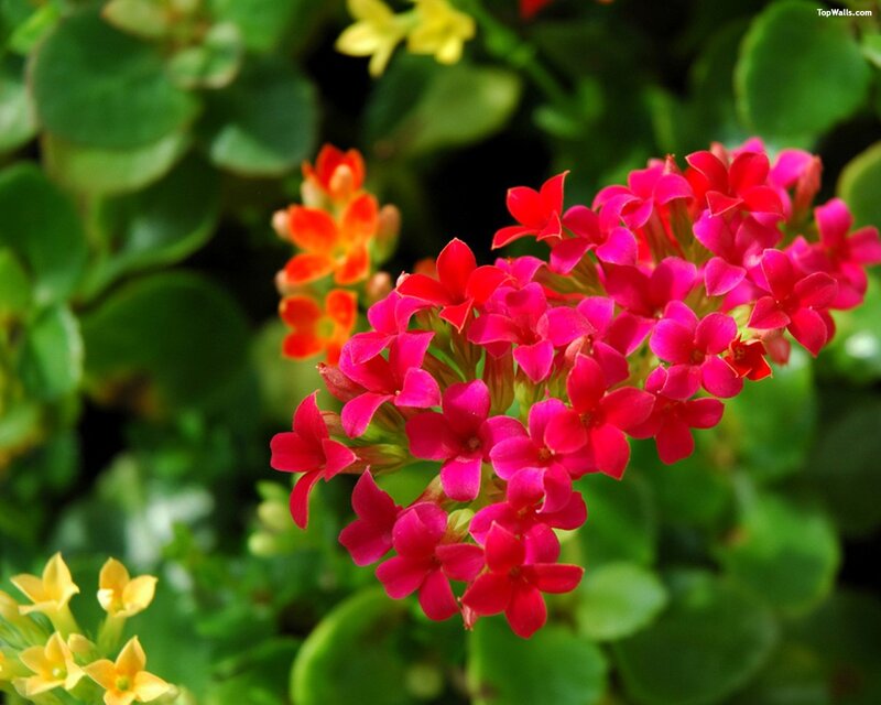 vibrant kalanchoe flower cluster