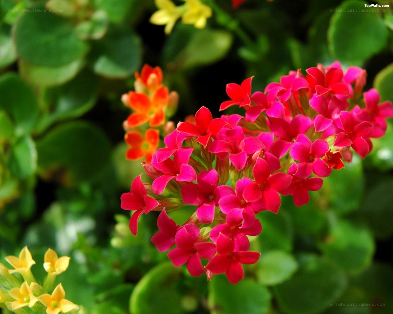 vibrant kalanchoe flower cluster