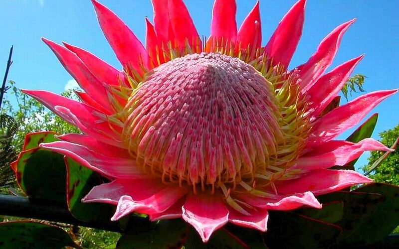 vibrant king protea flower