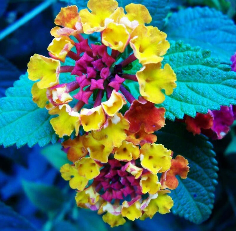vibrant lantana flower cluster