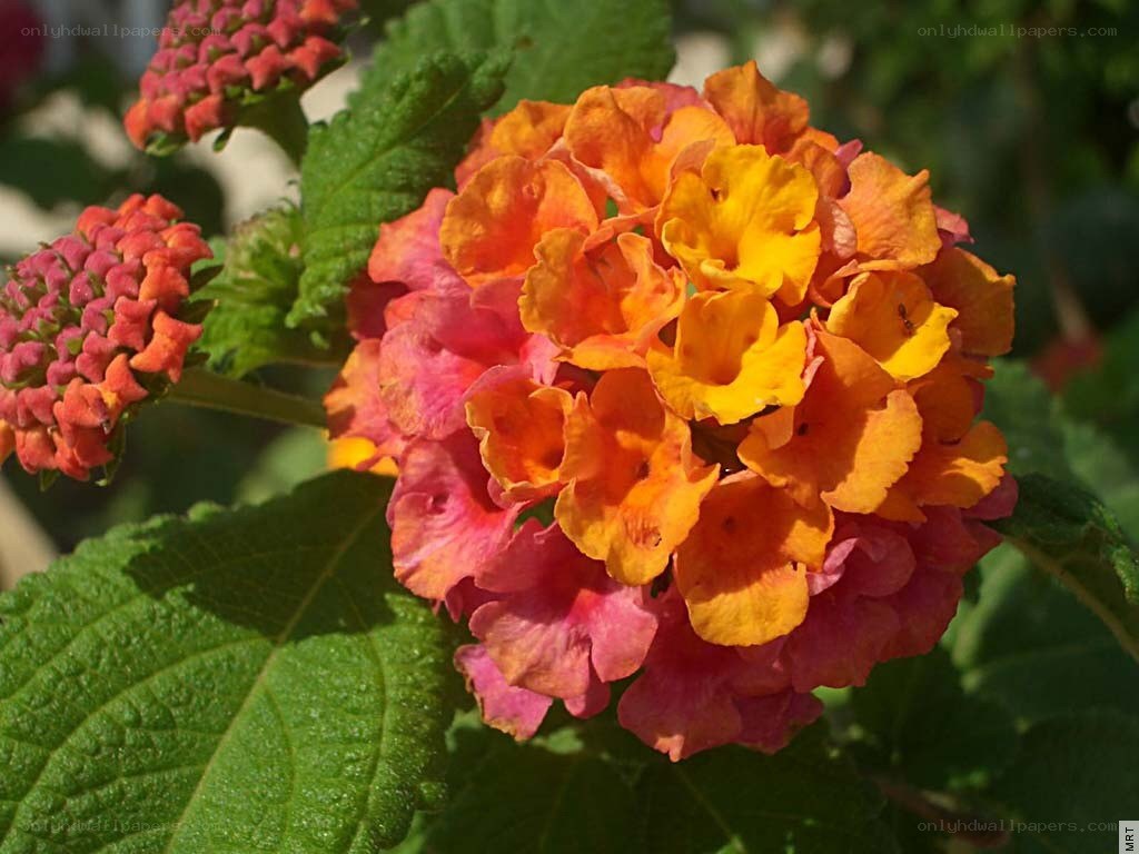 vibrant lantana flower cluster