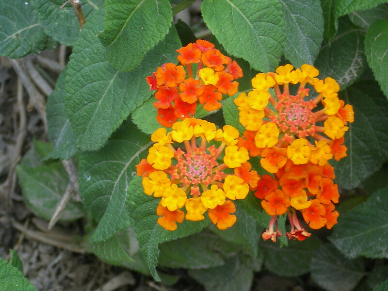 Vibrant lantana flowers
