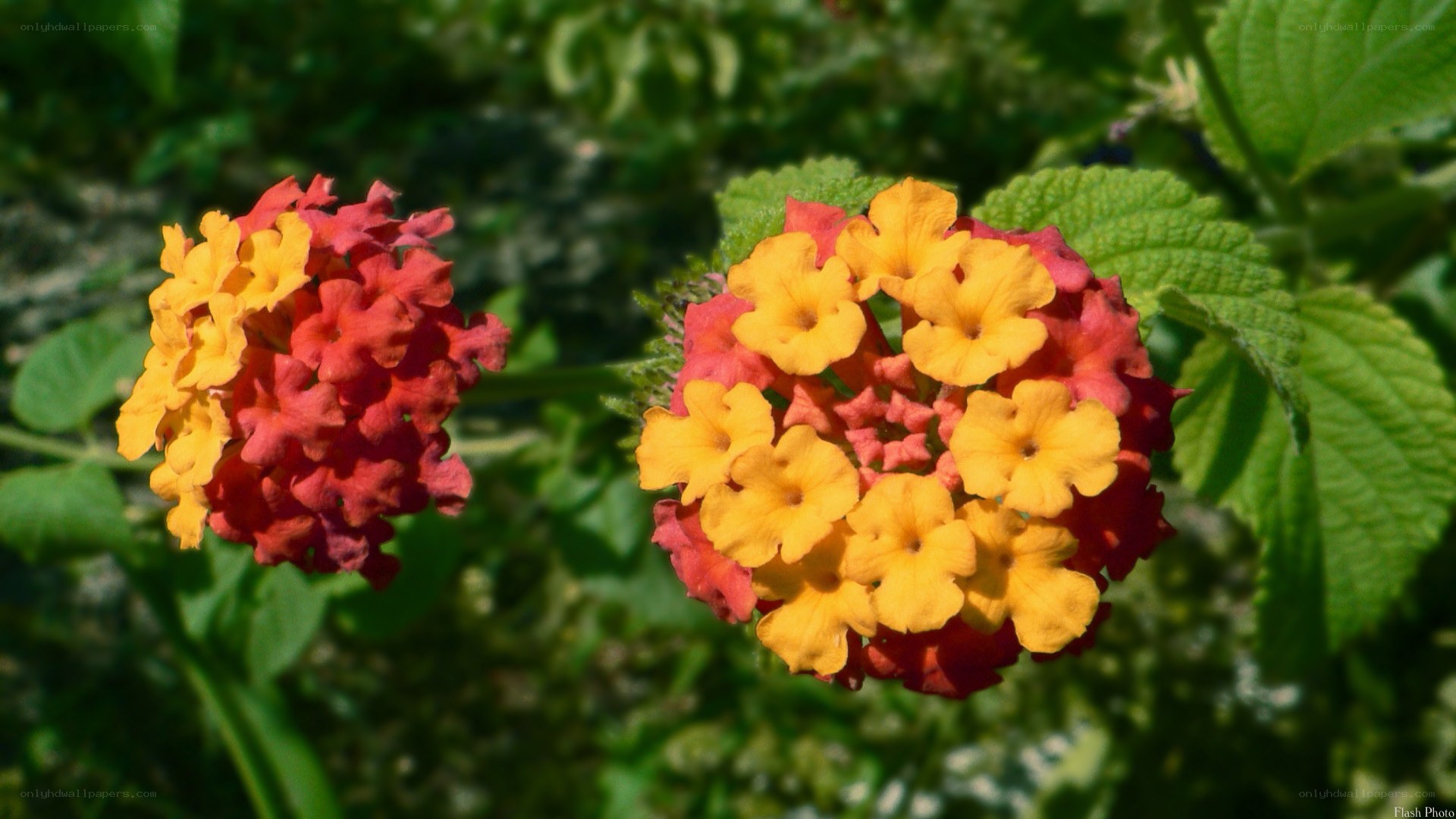vibrant lantana flowers