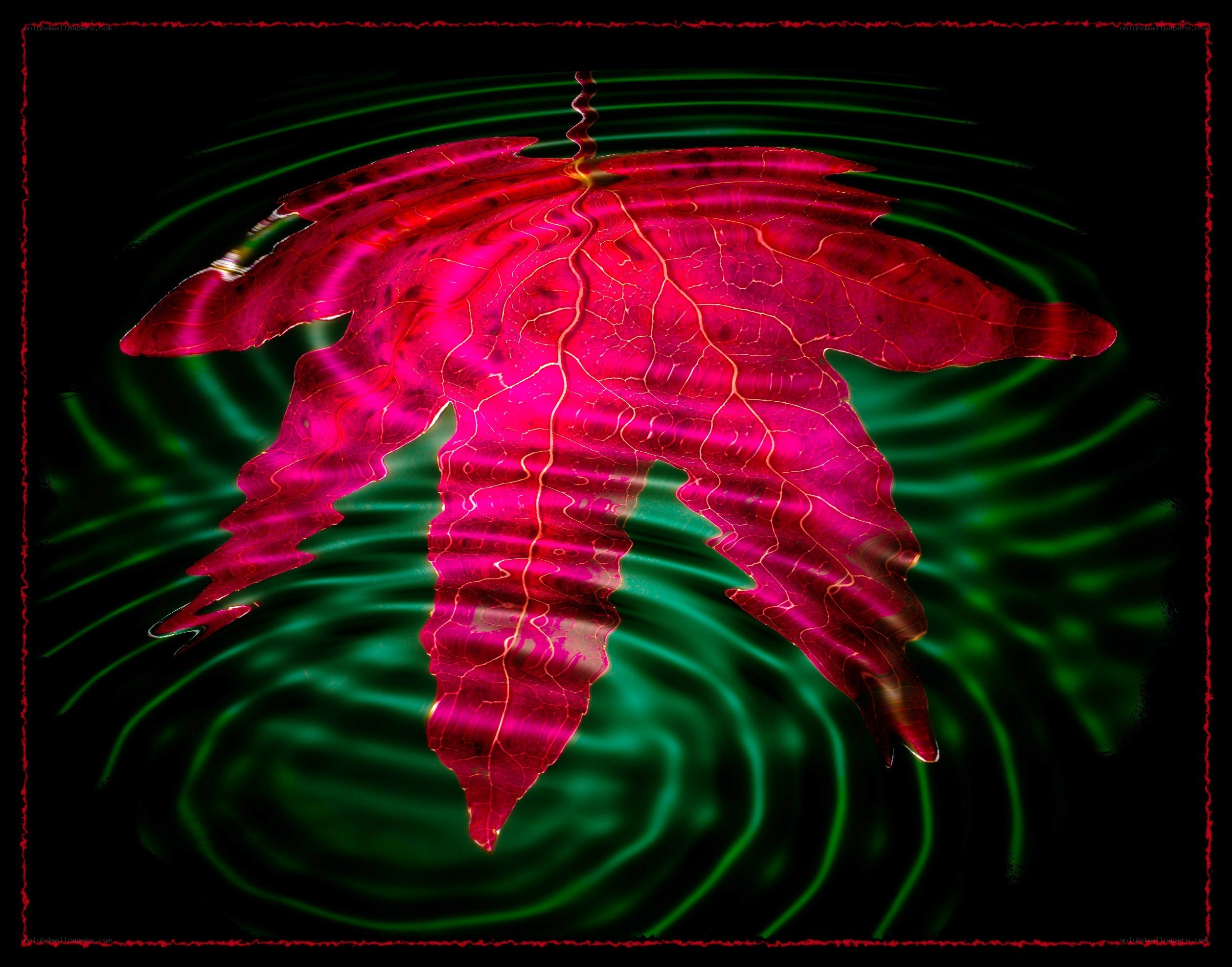 vibrant leaf in water