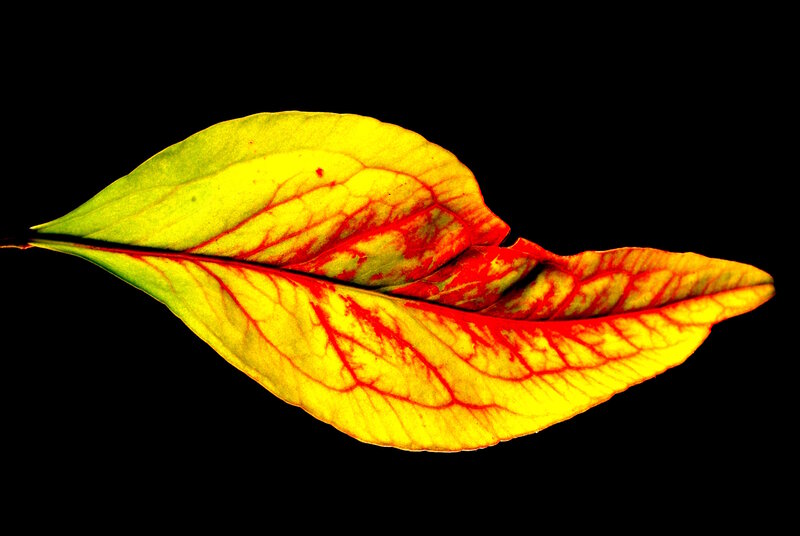 vibrant leaf with red veins