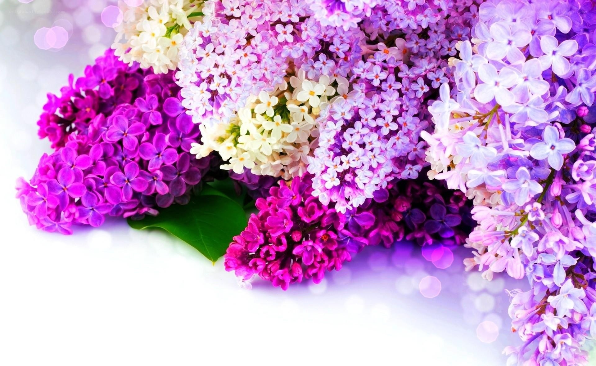 vibrant lilac bouquet