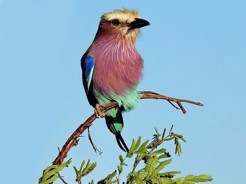 vibrant lilac-breasted roller