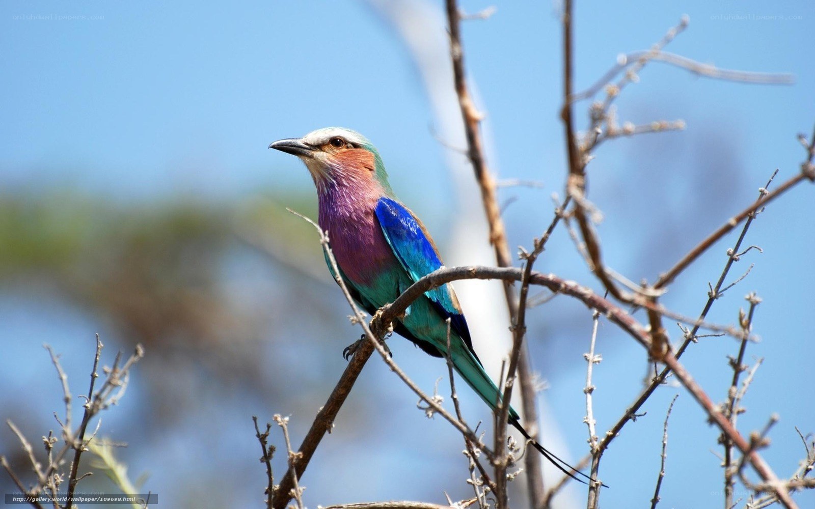 vibrant lilac-breasted roller