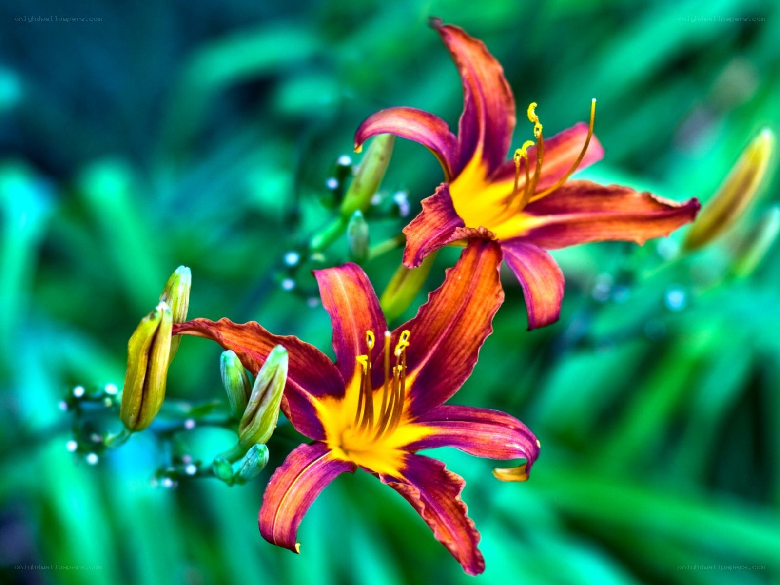 vibrant lilies in bloom