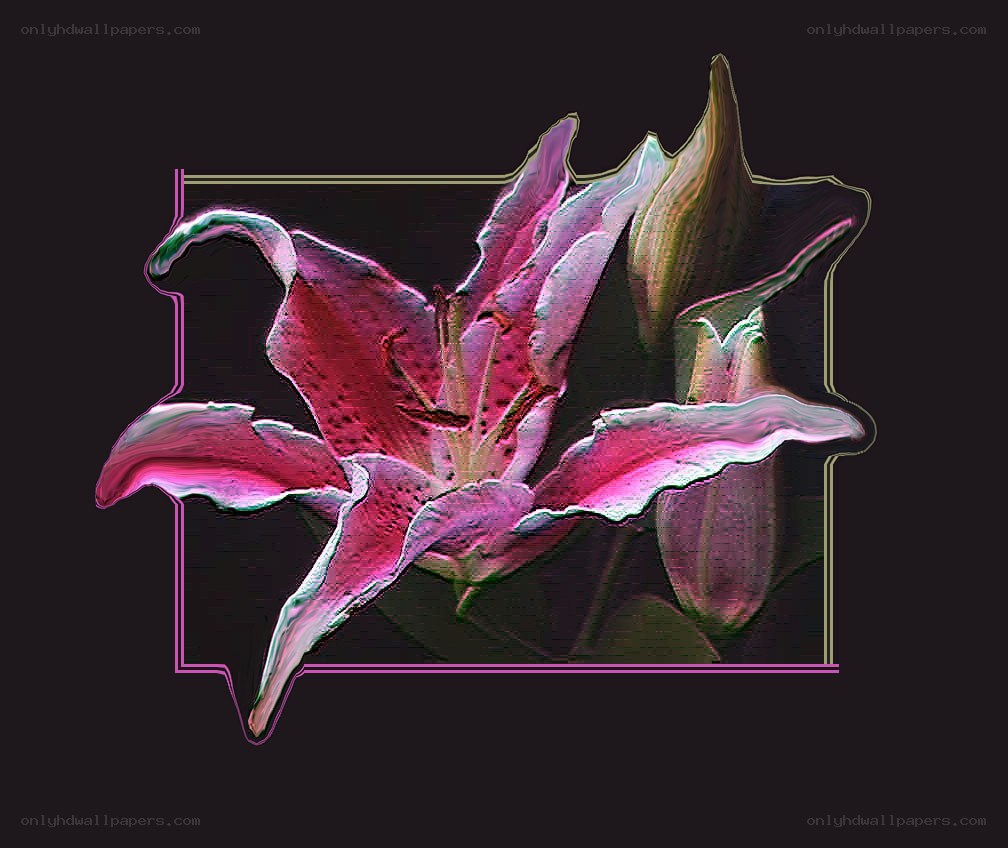 vibrant lily flower art