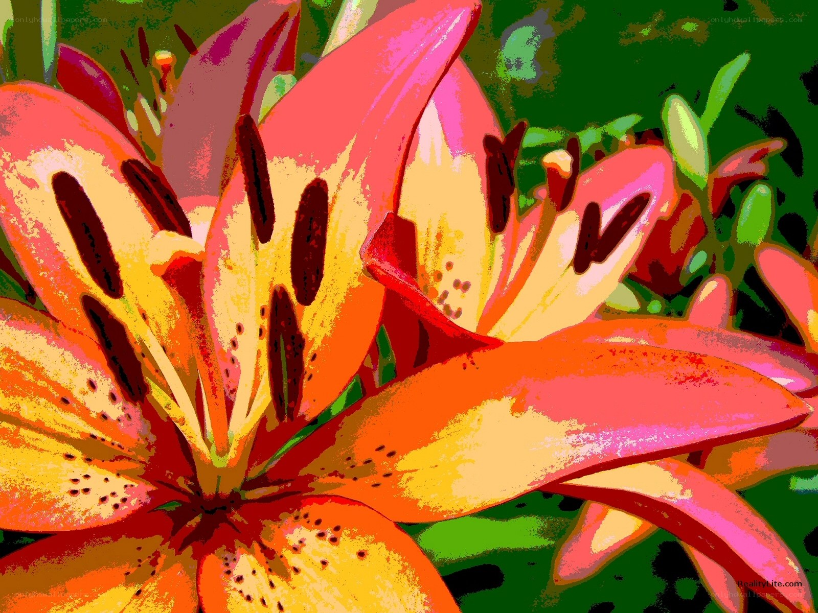 vibrant lily flower close-up