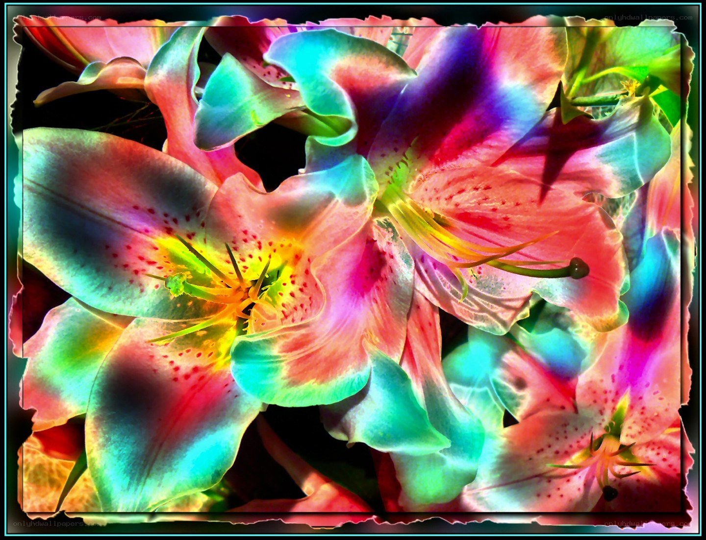 vibrant lily flowers