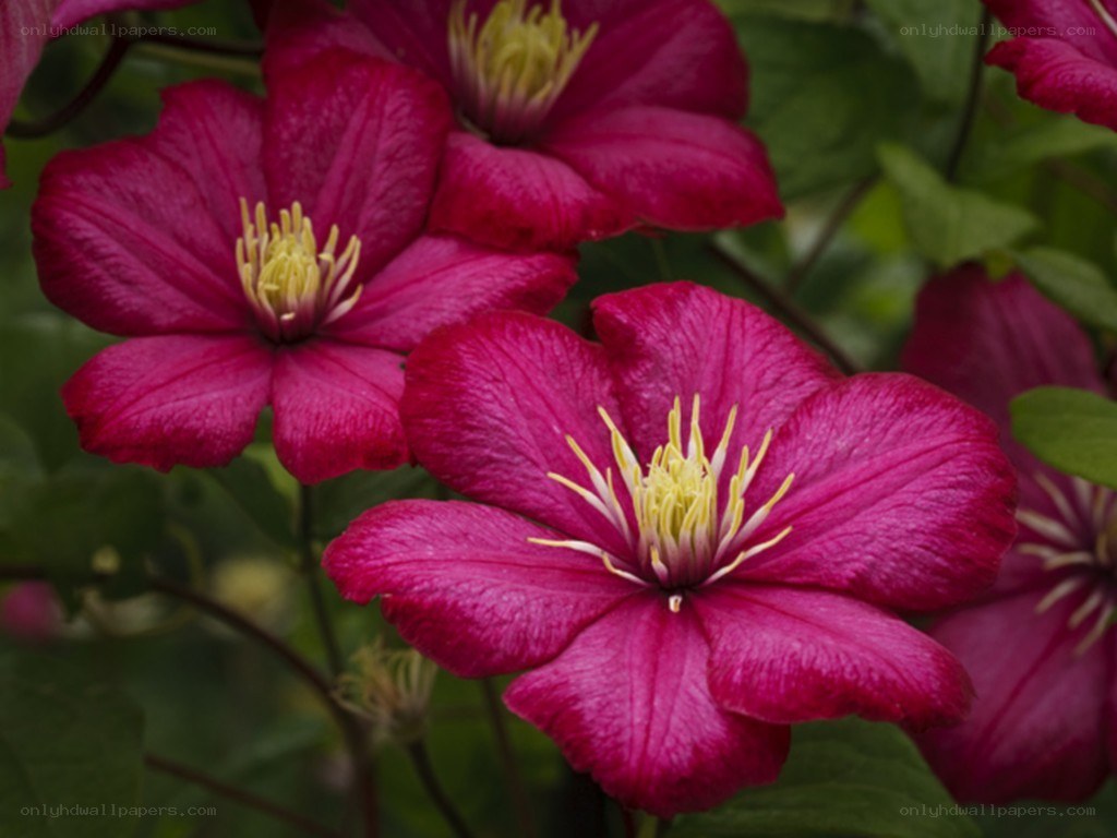 vibrant magenta clematis flowers