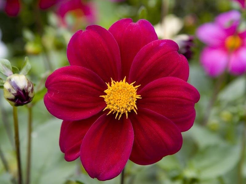Vibrant Magenta Dahlia — Calm